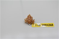 藏品(帶刺併額蟹)的圖片